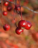 &quot;Rudens raudoni - būk sveikas&quot; Vida Jankaitienė